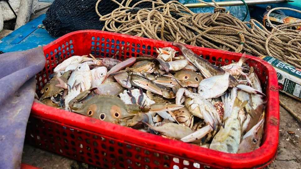 hai san tuoi song tai hoai nhon binh dinh